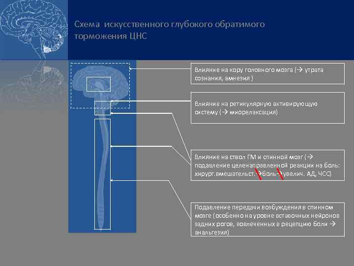 Схема искусственного глубокого обратимого торможения ЦНС Влияние на кору головного мозга ( утрата сознания,
