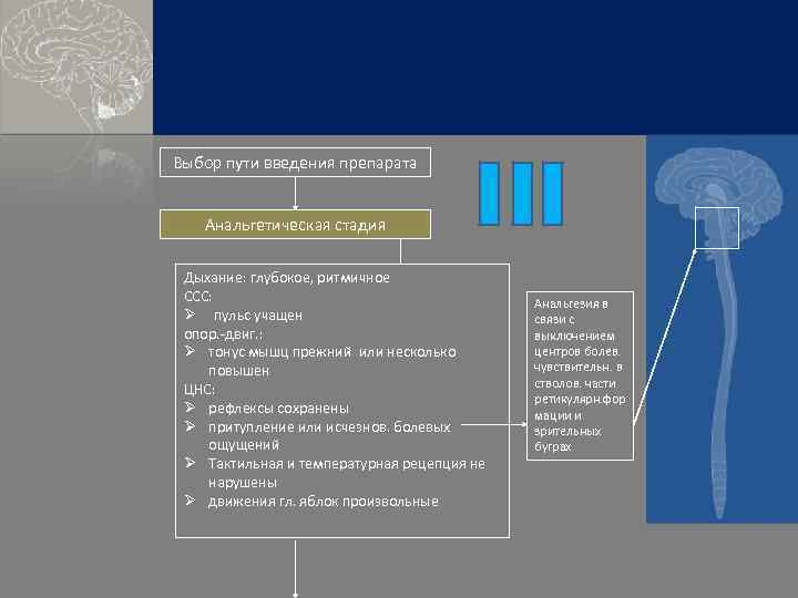 Выбор пути введения препарата Анальгетическая стадия Дыхание: глубокое, ритмичное ССС: Ø пульс учащен опор.