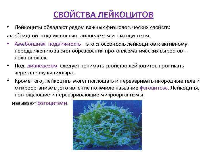 Кроме свойство. Свойство лейкоцитов проникать через стенку капилляров?. Свойства лейкоцитов. Физиологические свойства лейкоцитов. Важное свойство лейкоцитов.