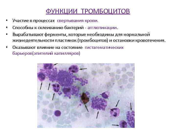 Играют роль в свертывании крови. Функции тромбоцитов физиология. Тромбоциты функции физиологич. Функциональная характеристика тромбоцитов. Агглютинация тромбоцитов.