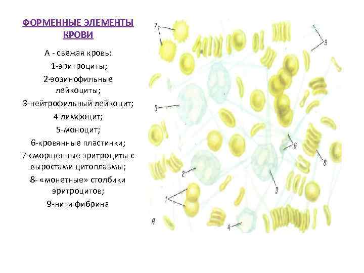 ФОРМЕННЫЕ ЭЛЕМЕНТЫ КРОВИ А - свежая кровь: 1 -эритроциты; 2 -эозинофильные лейкоциты; 3 -нейтрофильный