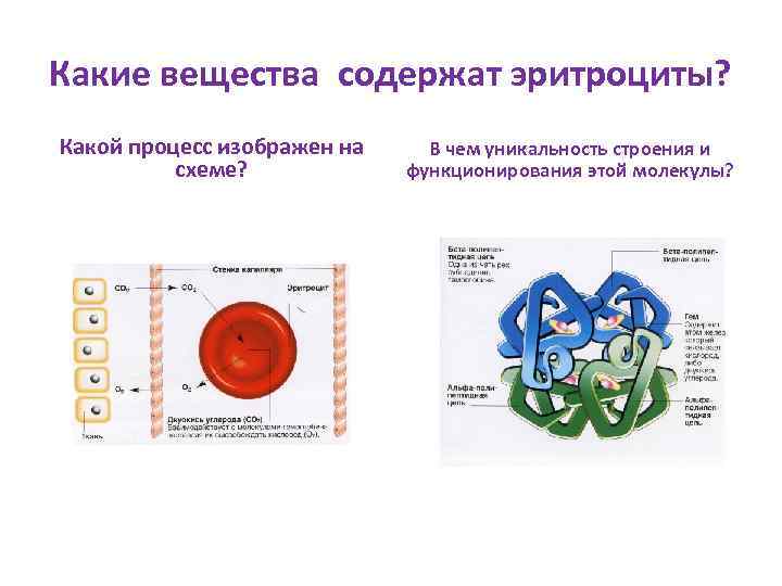 Какие вещества содержат эритроциты? Какой процесс изображен на схеме? В чем уникальность строения и