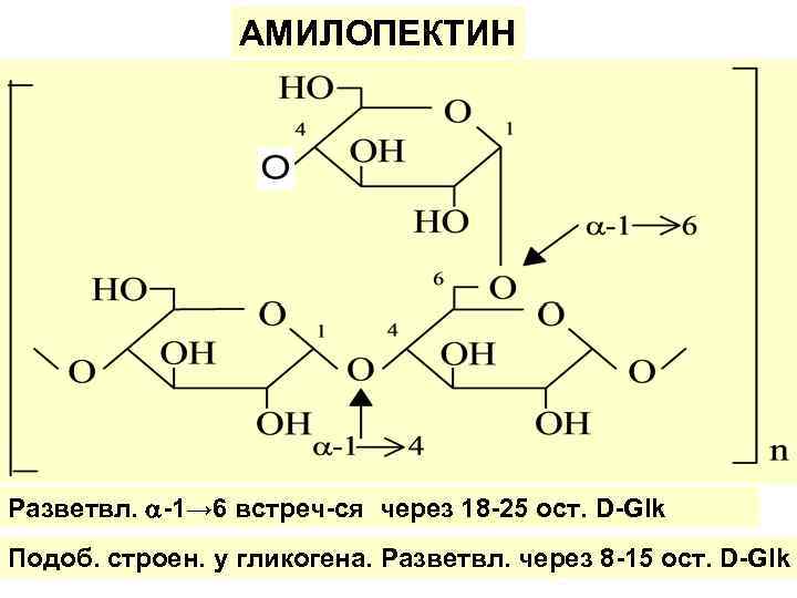 АМИЛОПЕКТИН Разветвл. -1→ 6 встреч-ся через 18 -25 ост. D-Glk Подоб. строен. у гликогена.