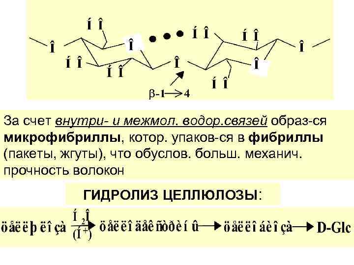 За счет внутри- и межмол. водор. связей образ-ся микрофибриллы, котор. упаков-ся в фибриллы (пакеты,