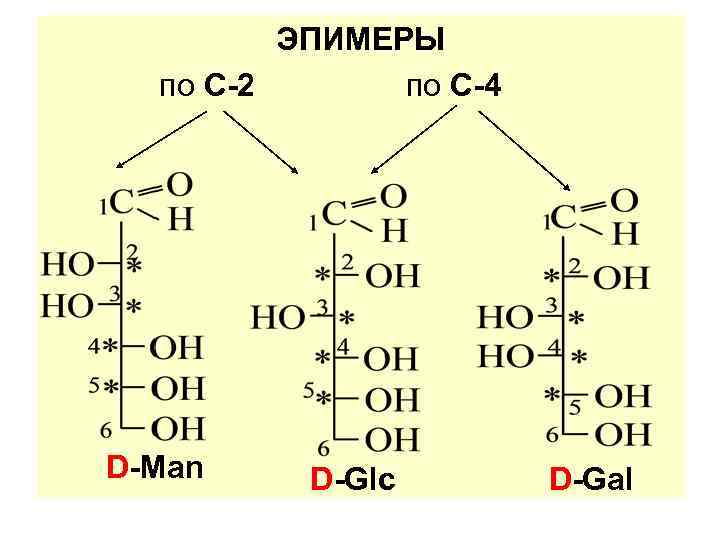 ЭПИМЕРЫ по С-2 по С-4 D-Man D-Glc D-Gal 