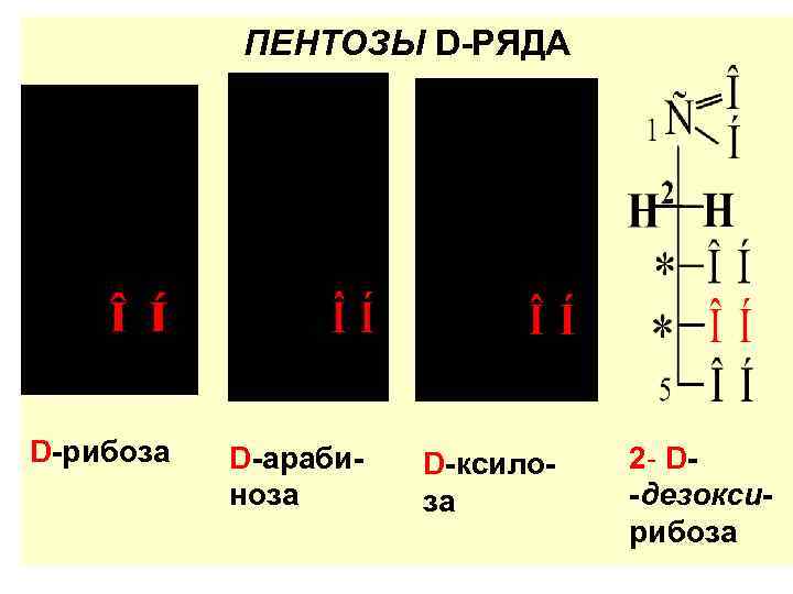 ПЕНТОЗЫ D-РЯДА D-рибоза D-арабиноза D-ксилоза 2 - D-дезоксирибоза 