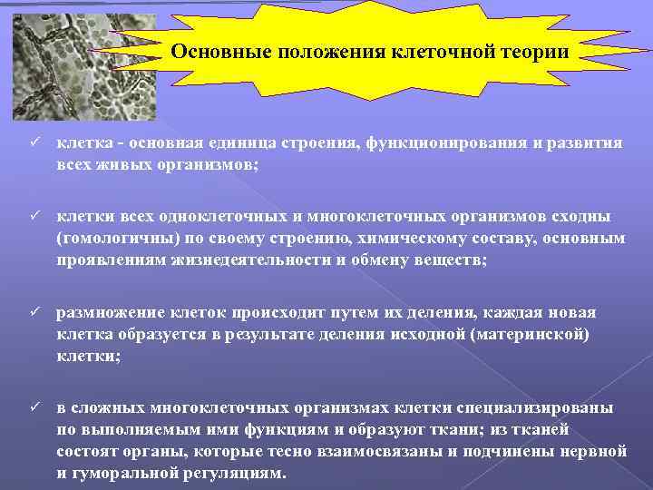 Основные положения клеточной теории ü клетка - основная единица строения, функционирования и развития всех