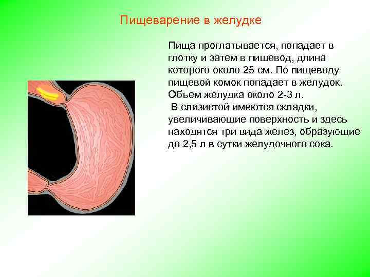 Пищеварение в желудке Пища проглатывается, попадает в глотку и затем в пищевод, длина которого