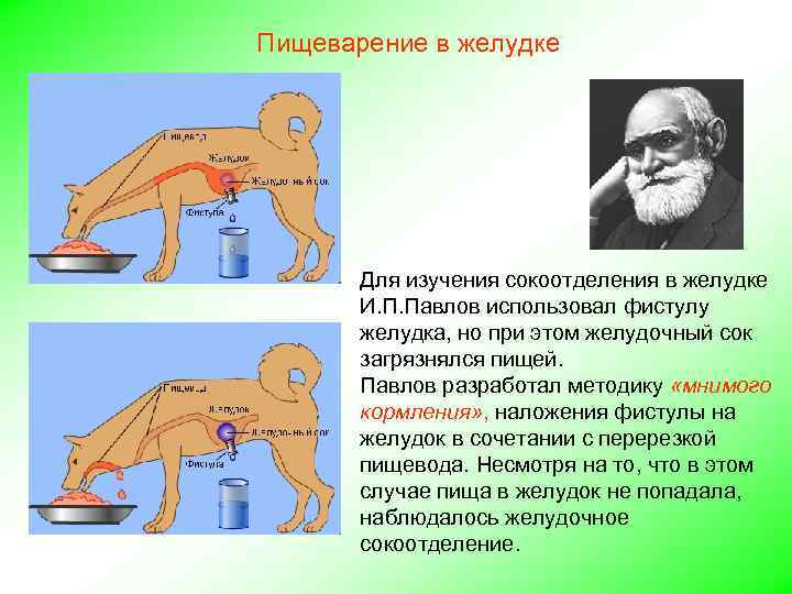 Пищеварение в желудке Для изучения сокоотделения в желудке И. П. Павлов использовал фистулу желудка,