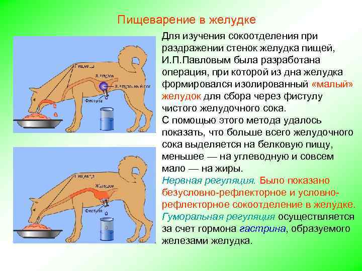 Пищеварение в желудке Для изучения сокоотделения при раздражении стенок желудка пищей, И. П. Павловым