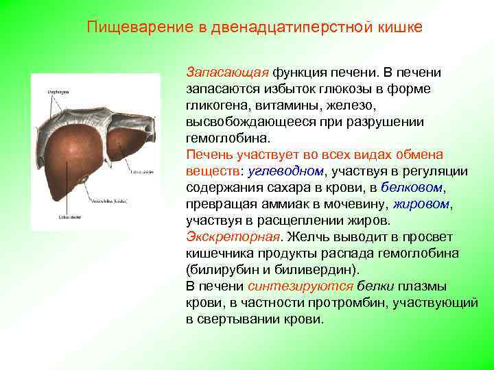 Пищеварение в двенадцатиперстной кишке Запасающая функция печени. В печени запасаются избыток глюкозы в форме