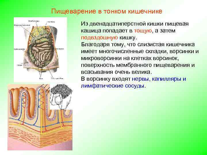 Пищеварение в тонком кишечнике Из двенадцатиперстной кишки пищевая кашица попадает в тощую, а затем