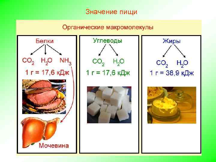 Значение пищи 