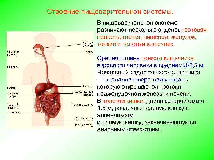 Строение пищеварительной системы. В пищеварительной системе различают несколько отделов: ротовая полость, глотка, пищевод, желудок,