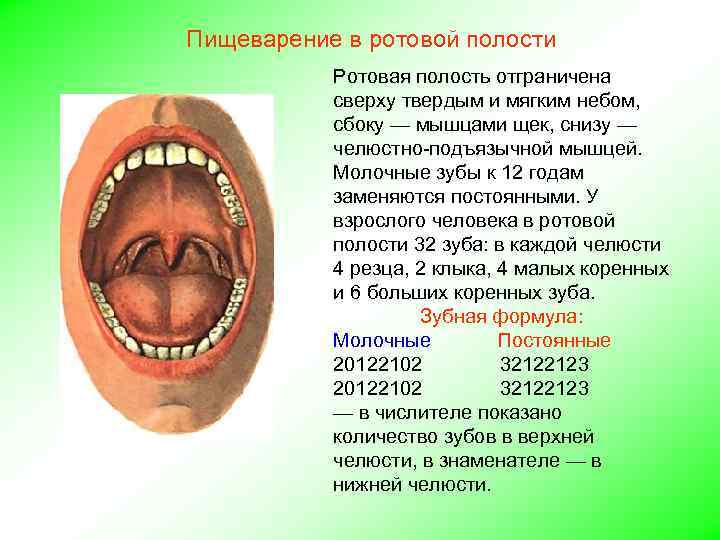 Пищеварение в ротовой полости Ротовая полость отграничена сверху твердым и мягким небом, сбоку —