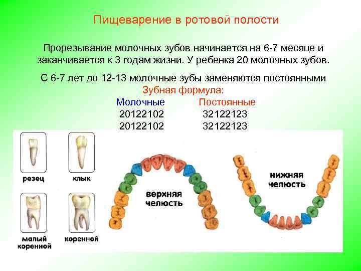 Пищеварение в ротовой полости Прорезывание молочных зубов начинается на 6 -7 месяце и заканчивается