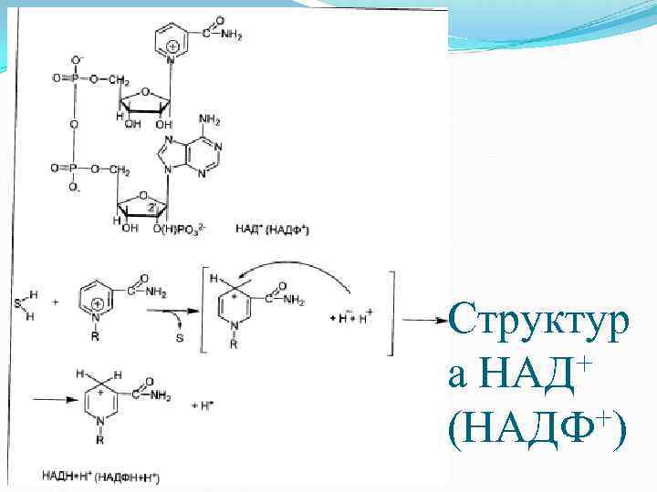 Структур + а НАД +) (НАДФ 