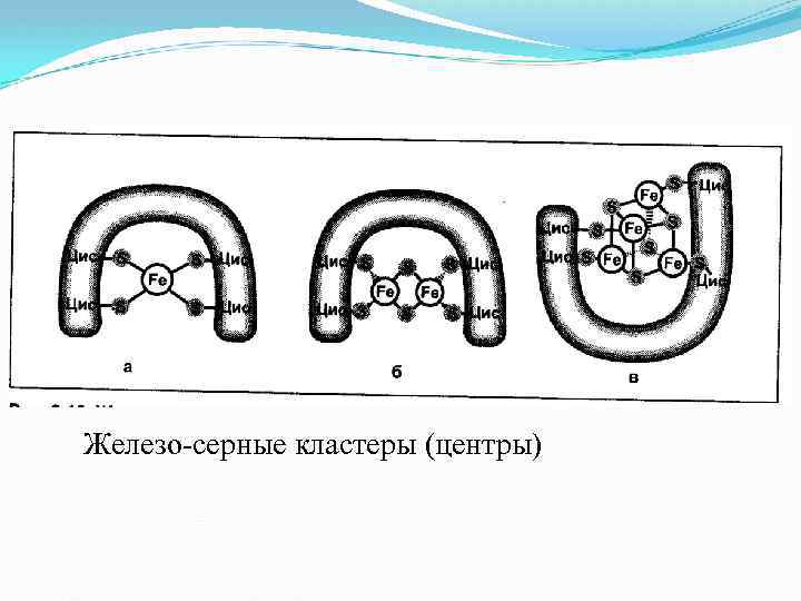 Железо-серные кластеры (центры) 