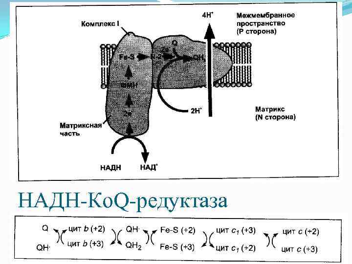 НАДН-Ко. Q-редуктаза 