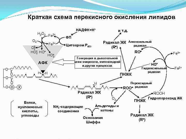 Краткая схема перекисного окисления липидов НАДФН+Н+ Н 2 О 2 Fe 2+ О 2
