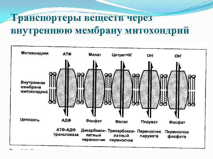 Транспортеры веществ через внутреннюю мембрану митохондрий 