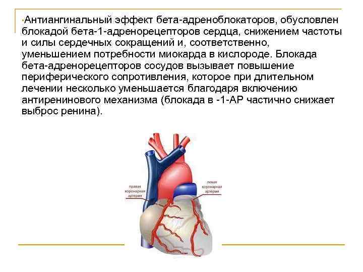  • Антиангинальный эффект бета-адреноблокаторов, обусловлен блокадой бета-1 -адренорецепторов сердца, снижением частоты и силы