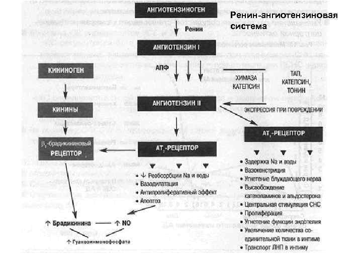 Ренин-ангиотензиновая система 