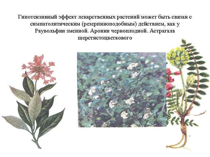 Гипотензивный эффект лекарственных растений может быть связан с симпатолитическим (резерпиноподобным) действием, как у Раувольфии