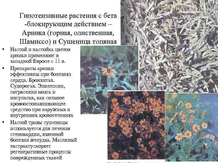 Гипотензивные растения с бета блокирующим действием – Арника (горная, олиственная, Шамиссо) и Сушеница топяная
