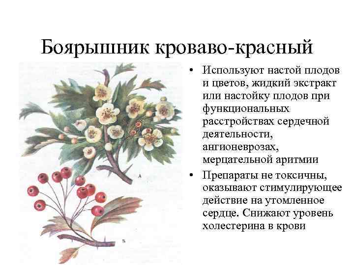 Боярышник кроваво красный • Используют настой плодов и цветов, жидкий экстракт или настойку плодов