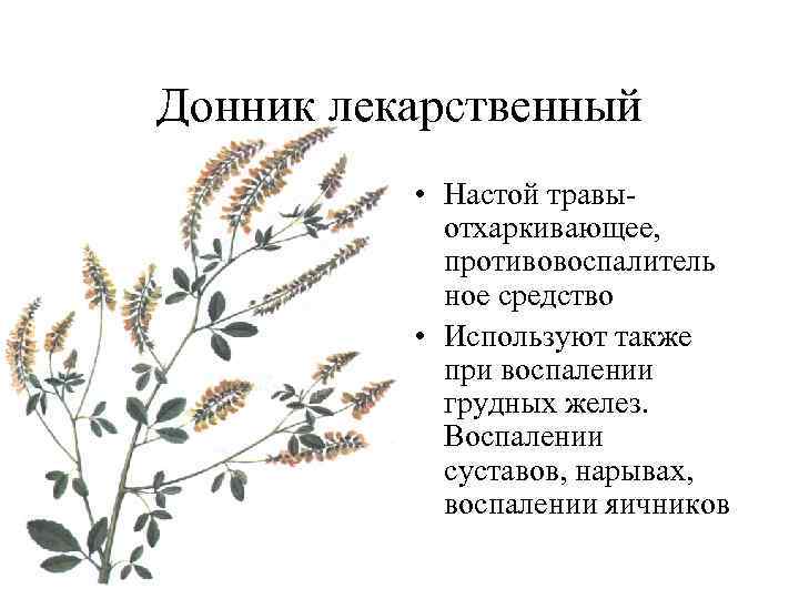 Донник лекарственный • Настой травы отхаркивающее, противовоспалитель ное средство • Используют также при воспалении