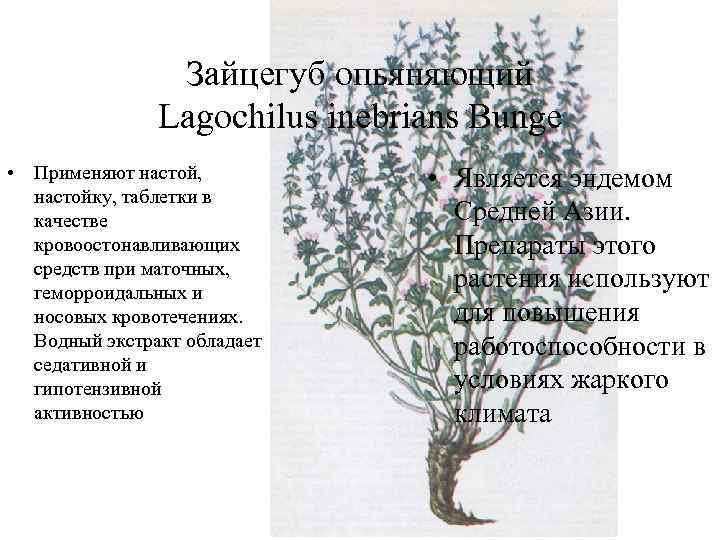 Зайцегуб опьяняющий Lagochilus inebrians Bunge • Применяют настой, настойку, таблетки в качестве кровоостонавливающих средств