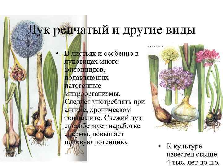 Лук репчатый и другие виды • В листьях и особенно в луковицах много фитонцидов,