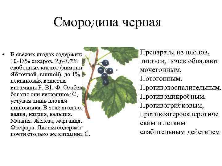 Смородина черная • В свежих ягодах содержится 10 13% сахаров, 2, 6 3, 7%