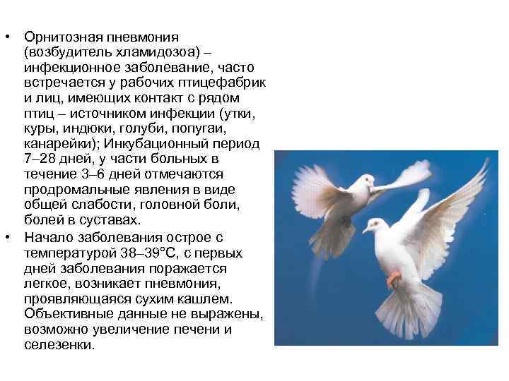  • Орнитозная пневмония (возбудитель хламидозоа) – инфекционное заболевание, часто встречается у рабочих птицефабрик