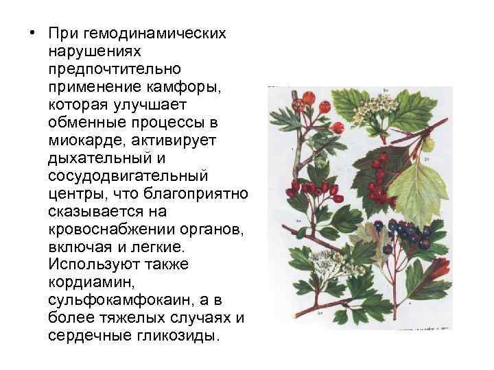  • При гемодинамических нарушениях предпочтительно применение камфоры, которая улучшает обменные процессы в миокарде,