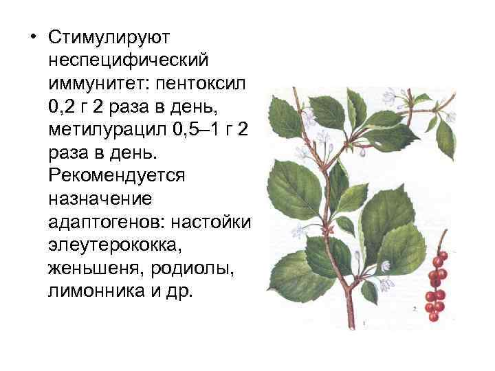  • Стимулируют неспецифический иммунитет: пентоксил 0, 2 г 2 раза в день, метилурацил