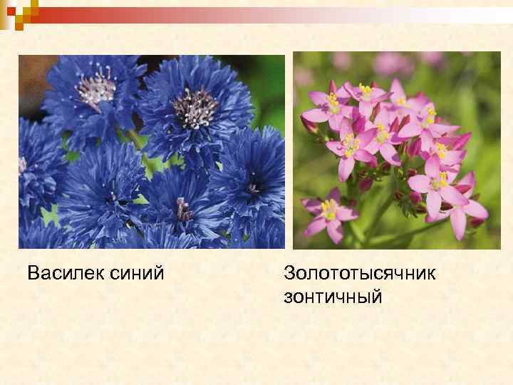 Василек синий Золототысячник зонтичный 