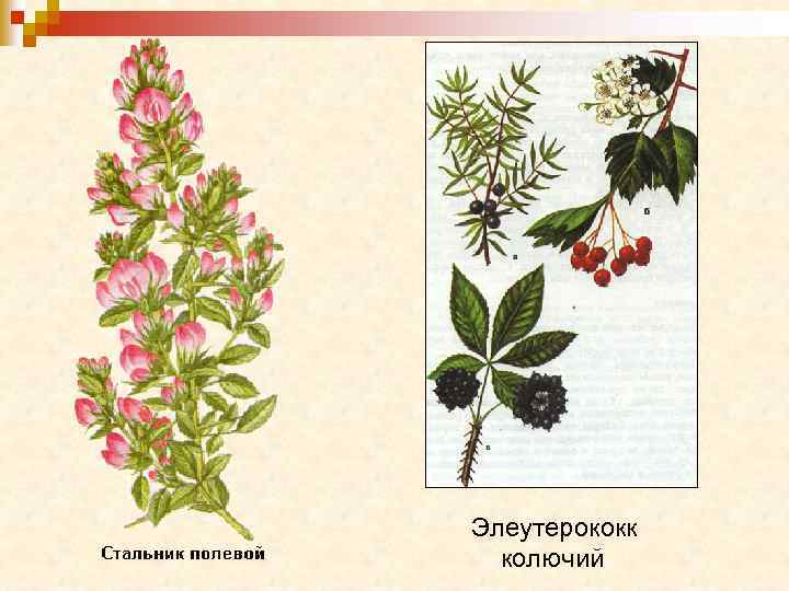 Элеутерококк колючий 