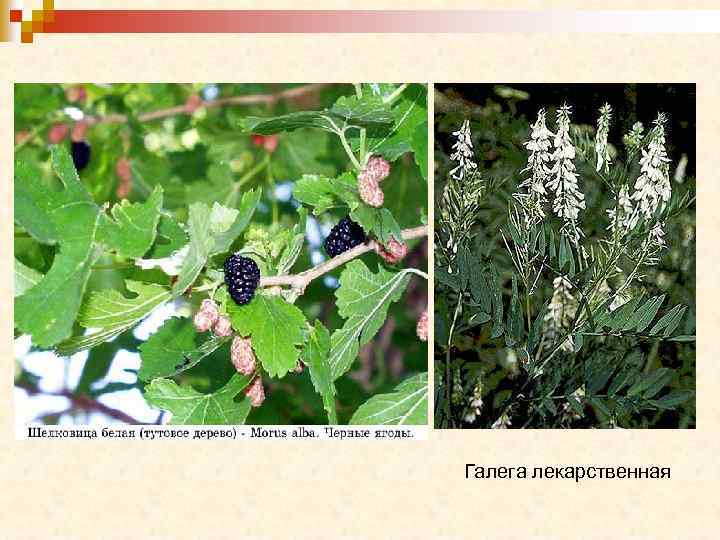 Галега лекарственная 