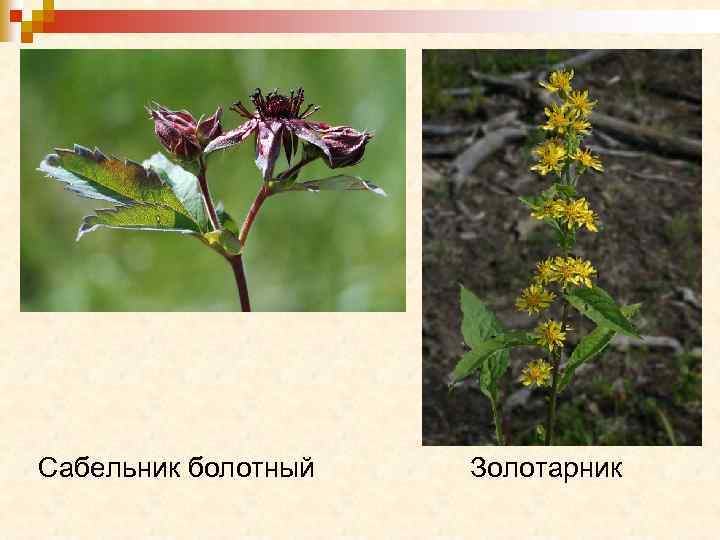 Сабельник болотный Золотарник 