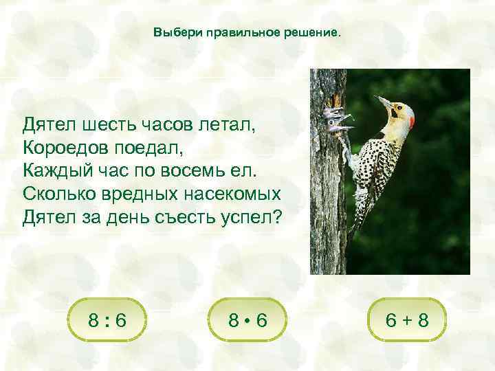 Выбери правильное решение. Дятел шесть часов летал, Короедов поедал, Каждый час по восемь ел.