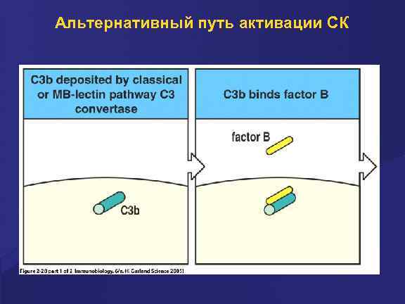 Альтернативный путь активации СК 