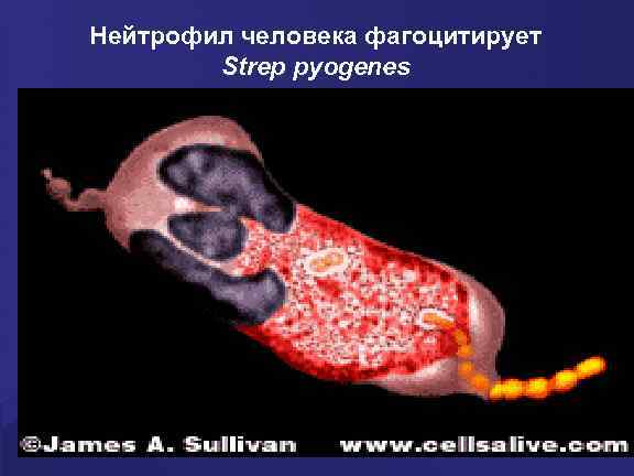 Нейтрофил человека фагоцитирует Strep pyogenes 