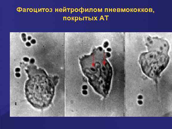 Фагоцитоз нейтрофилом пневмококков, покрытых АТ 