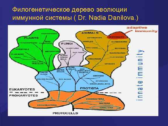 Филогенетическое дерево эволюции иммунной системы ( Dr. Nadia Danilova. ) 