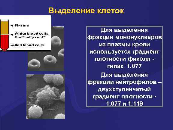 Выделение клеток Для выделения фракции мононуклеаров из плазмы крови используется градиент плотности фиколл гипак