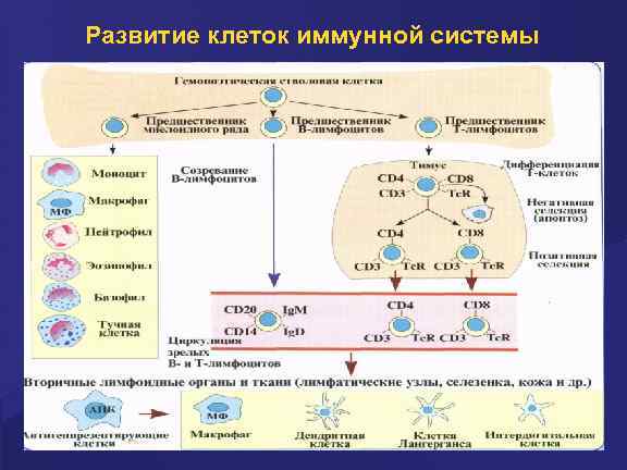 Развитие клеток иммунной системы 