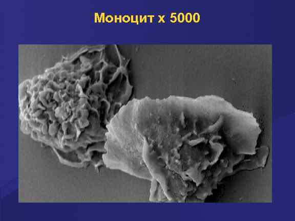 Моноцит х 5000 