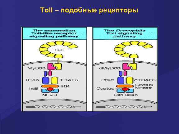 Toll – подобные рецепторы 